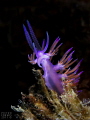   Flabellina  